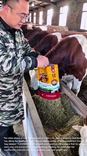 Feeding Cows on the Farm: A Day in the Life