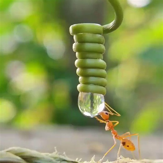 A thirsty ant drinking water https://t.co/zmW029rrhE