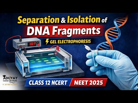 Separation & Isolation of DNA Fragments | Gel Electrophoresis | Class 12 NCERT | NEET 2025