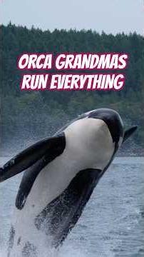 Orca Grandmas Run the Family