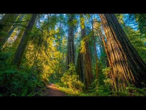 Beautiful Relaxing Music, Peaceful Soothing Instrumental Music "Redwood Rejuvenation" by Tim Janis