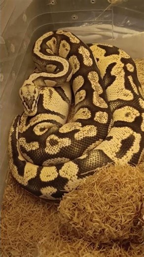 Future Clown Project? 👀 Firefly 66% Het Clown Ball Python