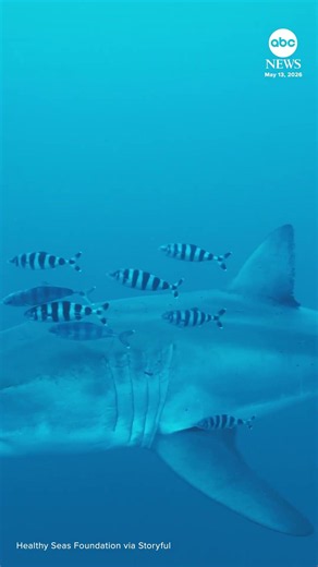 Adult great white shark 'filmed for the first time' in Mediterranean