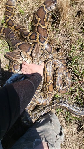 PILE OF PYTHONS!
