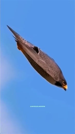 Peregrine falcon #science #sciencefacts