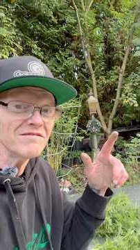 How to Split Your Cannabis Harvest Between Hang Dry and Fresh Frozen 🌱