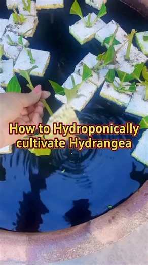 Planting 🌱 on Instagram: "From buds to blooms 🌸🌿 Simple care for stunning hydrangeas #homeplants #indoorplants #houseplants #garden #plants homegarden gardentips gardening101 gardening plant planting gardeninghacks plantlover plantcare plantcaretips gardenproject hydrangeas bloom hydrangea hydrangeaflowers hydrangeaseason"