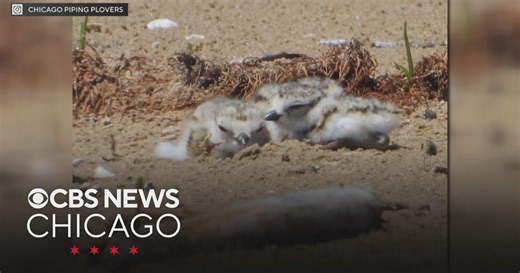 Piping plover chicks named after famous Chicago musicians
