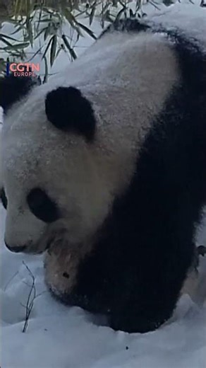 Infrared camera recorded wild giant panda with cub in China