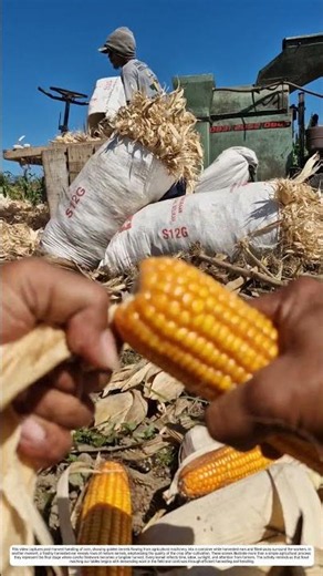 Corn Shelling: From Whole Cobs to Kernels in a Short Time