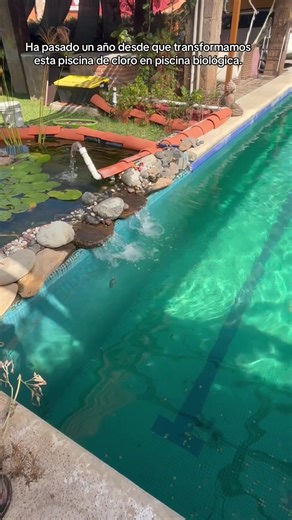 Un año desde que transformamos esta piscina tradicional de cloro en una piscina biológica natural, usa solo un filtro biológico para mantener el agua. Sin cloro, sin sal, y sin filtros UV, se mantiene sola con ayuda de la naturaleza. #piscinabiologica #piscinanatural #piscinaecologica #estanques #biofilter