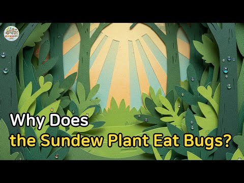 Curiosity Crew | Why does a sundew eat bugs?