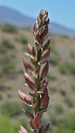 🌵 The Secret "Soap Plant" of the Desert! 🧼✨