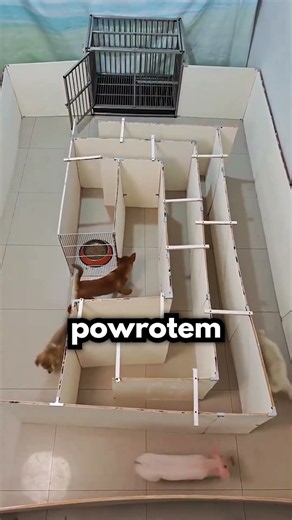 Który Pies Jest NAJMĄDRZEJSZY?!🐶😲