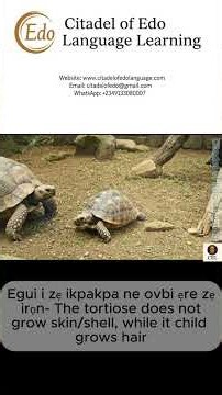 Edo Names for Animals – Fox, Chameleon, Sea Turtle & Tortoise (Part 3)