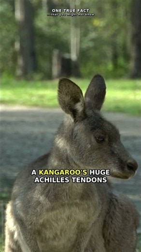 Kangaroos use less energy the faster they hop