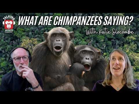 What Are Chimpanzees Saying? | Chimp Communication with Dr. Katie Slocombe