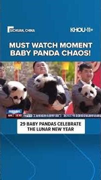 Must watch moment baby panda chaos!