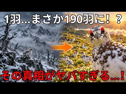 たった1羽が起こした奇跡。絶滅したライチョウ190羽復活の真相がヤバすぎる