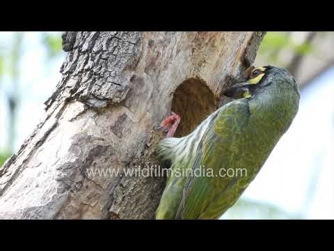 Rare nesting footage of Coppersmith Barbet in action