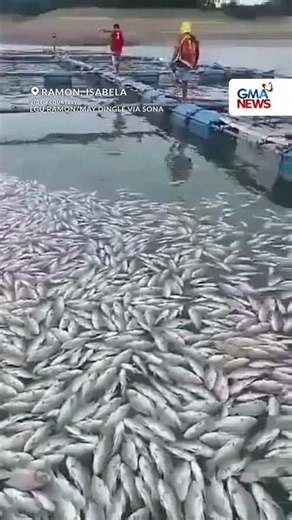 Libo-libong isda, nangamatay sa Magat Dam sa Isabela | GMA News