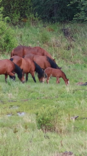 DaVinci Finally Brings His Foal Down From The Mountain