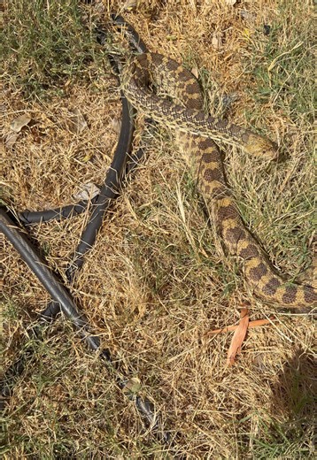 I think this giant snake had just eaten some rats on the farm 😅 she’s a harmless, very large bull snake! #snake #wildlife #animals #farm