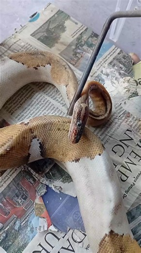 I am facing a painful moment with my pets. Yesterday my albino ball python passed away, and today my pied morph followed. A reminder of how fragile life is, even with care and love 😭😭 #ReptileLife #LifeAndLoss #BallPython #NatureReality #WildElegance #RespectForLife | Yanuar