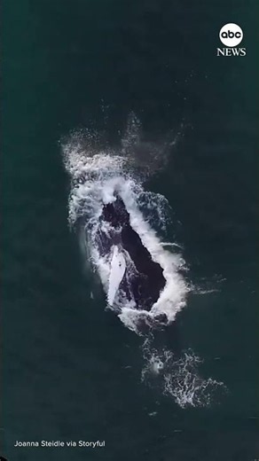 Drone footage shows humpback whale feeding in the Hamptons