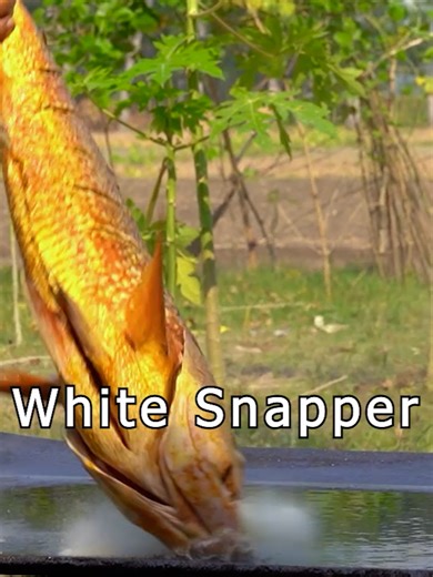 Frying Red Snapper Fish for Foodies