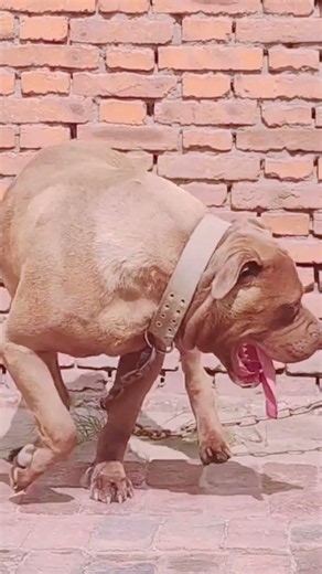 Dog Ability Training@ 29