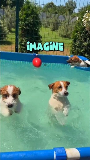 🐶 How Would You Teach Your Puppy To Swim? 🌊❤️