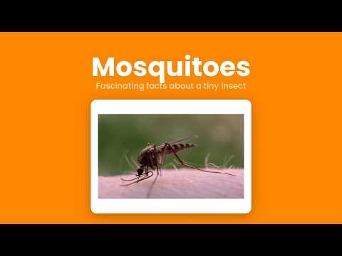 Mosquitoes. A look at these fascinating creatures.
