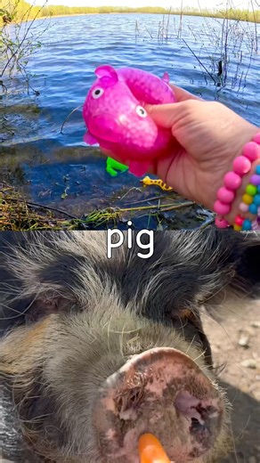 Kids Learn | Animal Names at the Lake: Gorilla Giraffe Pig Horse Okapi