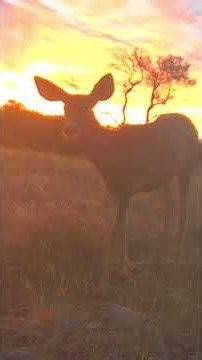 MuleDeer. Utah 2026 #wildlife #utah #outdoors #nature #shorts #youtube #bucks #trailcam