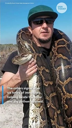 Opossums as weapons against burmese pythons? here's what's happening