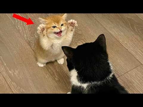 Overdramatic KITTENS That Will Make You Cry Laughing 🤣