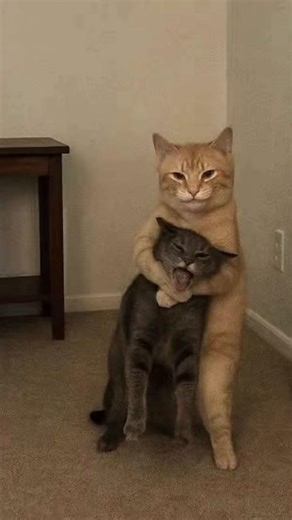 White Belt BJJ: Bow and Arrow No Gi Technique