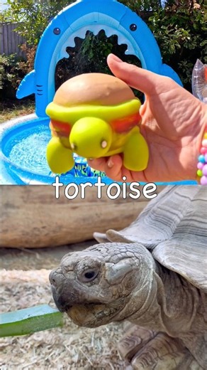 Learn Animal Names for Kids at the Shark Pool: Antelope Tortoise Hippo Tiger Fox