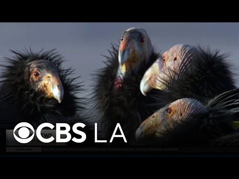 San Diego Zoo continues fight to save rare California Condor population