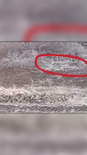 Caucasian Shepherd Joined Wolves… Like a Real Pack Member 😳