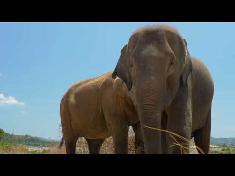 The Biggest Elephant That Ever Lived on Earth 🐘 | How Much Did It Weigh?