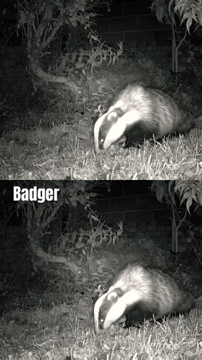 The Secret Sounds of the Night… Badgers Caught on Camera #wildlife #naturephotography