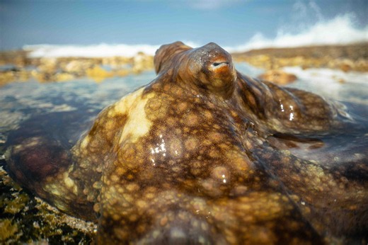 Blue Planet III: Moment octopus escapes death after hunt gone wrong