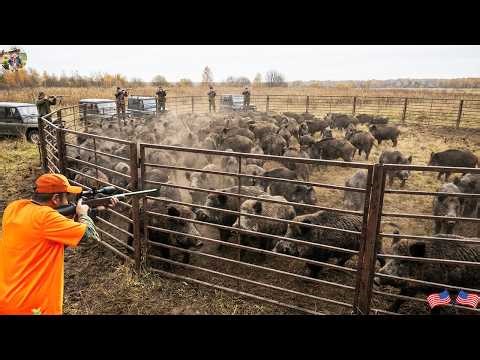 🔴 NEVER SEEN BEFORE! Hundreds of Wild Boars Caught in Trap - Giant Trap with Unbelievable Efficiency