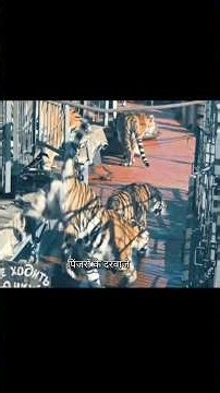 The Tigers Took Over the Entire Ship.