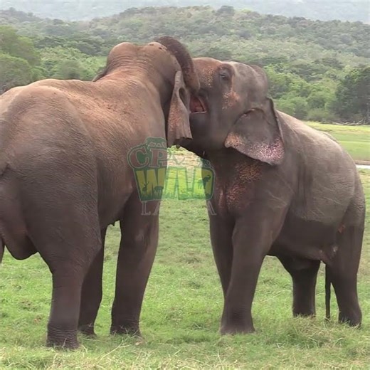 Wild Elephants Show Tense Pre Fight Behavior | Elephant #elephant 🐘🔥