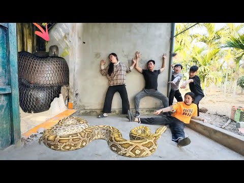 Giant Anaconda Attack – Hunters Rescues Girl at the Last Second