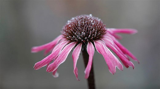 When will it stay warm in New Jersey? Expected last frost dates