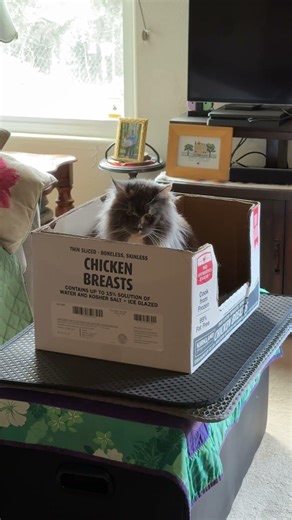 Fooster is not amused on deep clean vacuum day. #fooster #tortiemainecoon #mainecoon